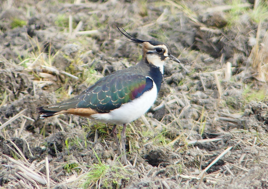P1540673：タゲリ_R