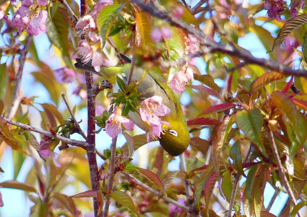P1620232：桜メジロ_R