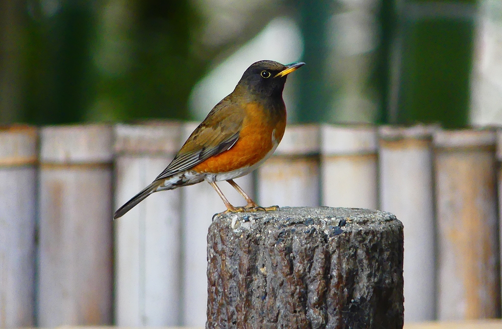 P4720102：オオアカハラ（オス）_R