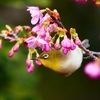 P4770432：メジロ＜河津桜＞_R