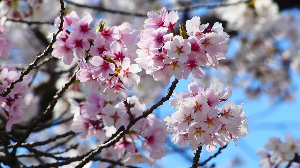 P1900220：桜（源平咲き？）_R