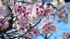 P1900220：桜（源平咲き？）_R
