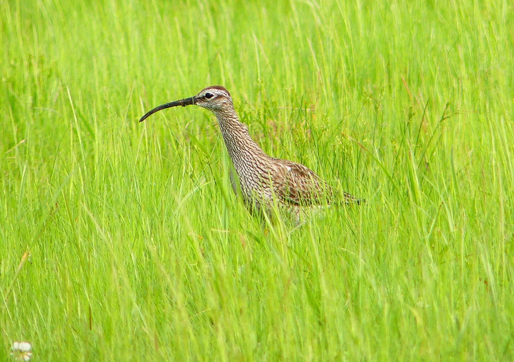 P2020697：チュウシャクシギ_R