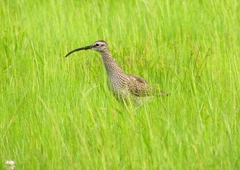P2020697：チュウシャクシギ_R