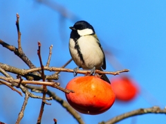 P4510313：シジュウカラ_R