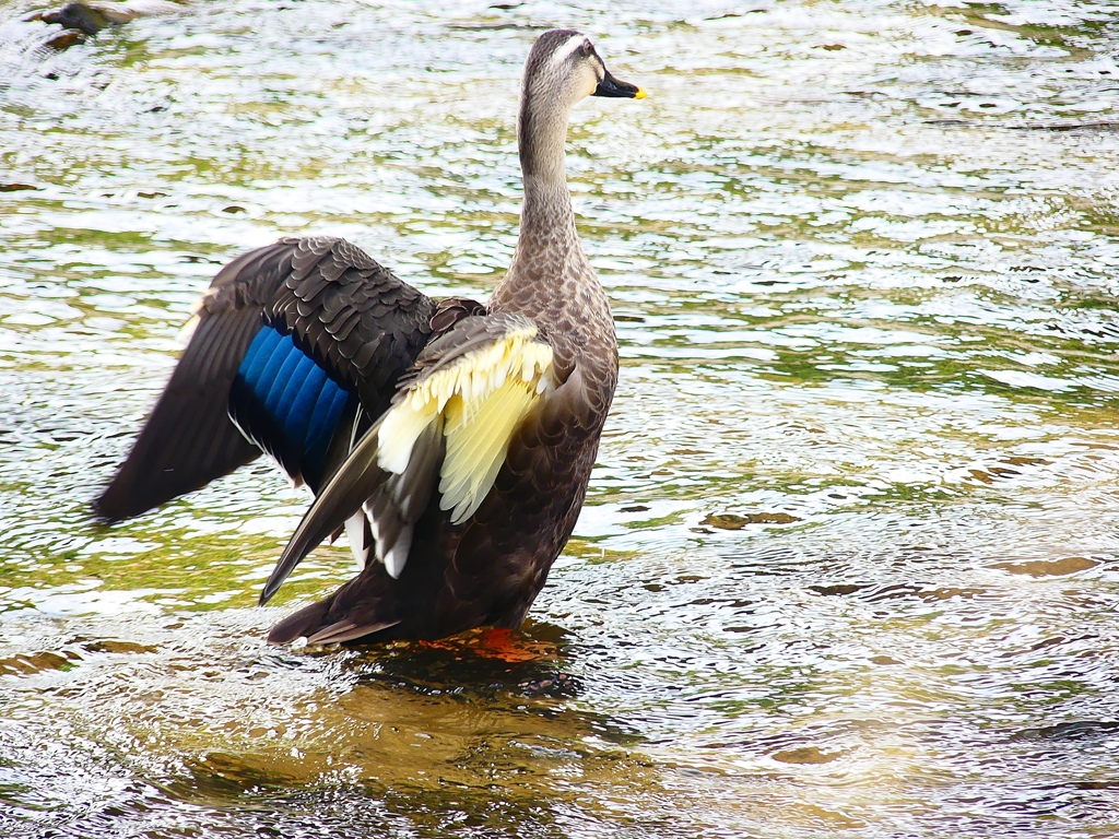 P4350070：カルガモ_R