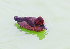 P1340879：ホシハジロ交雑種