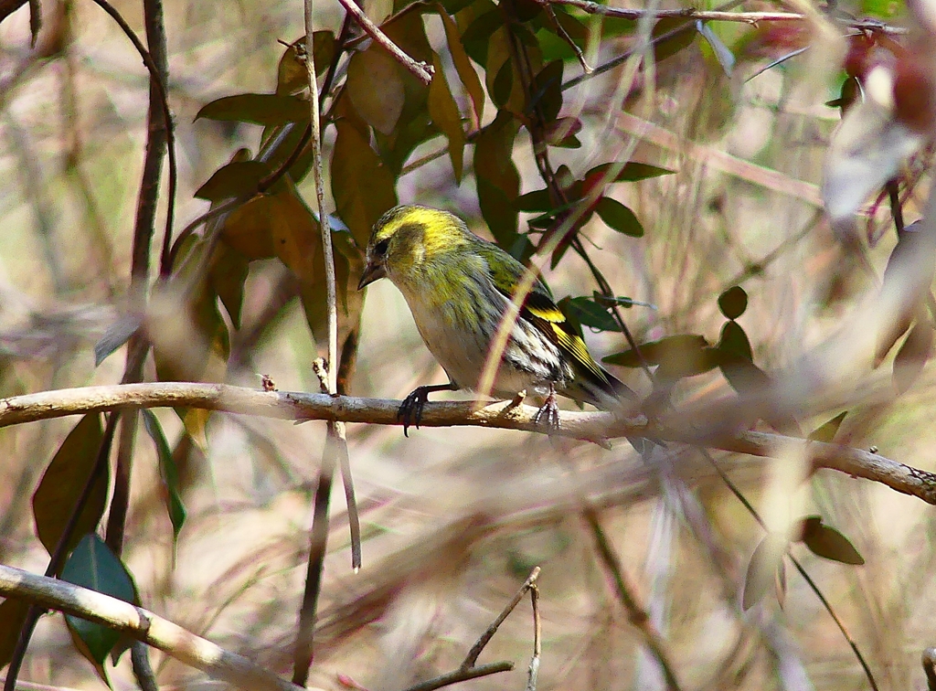 P4810367：マヒワ_R