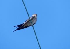 P1180624：コシアカツバメ_R