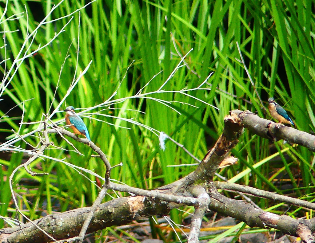 P4230786：カワセミ親子_R