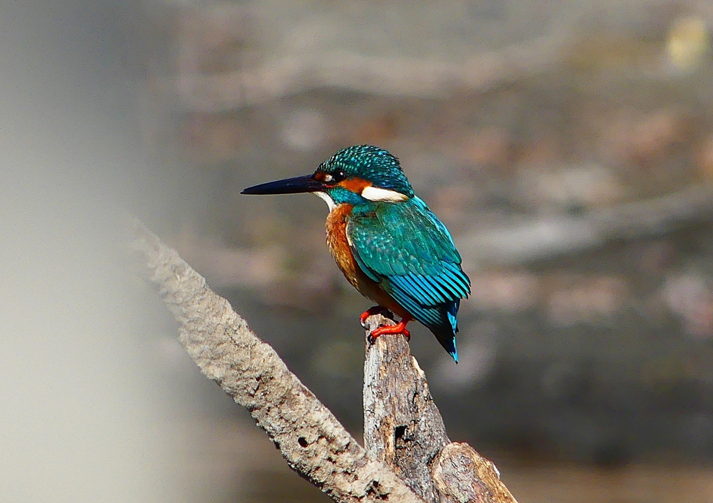 P1690770：カワセミ（オス）_R