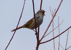 P1850504：ウグイス_R