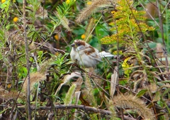 P1420215：白いスズメ_R