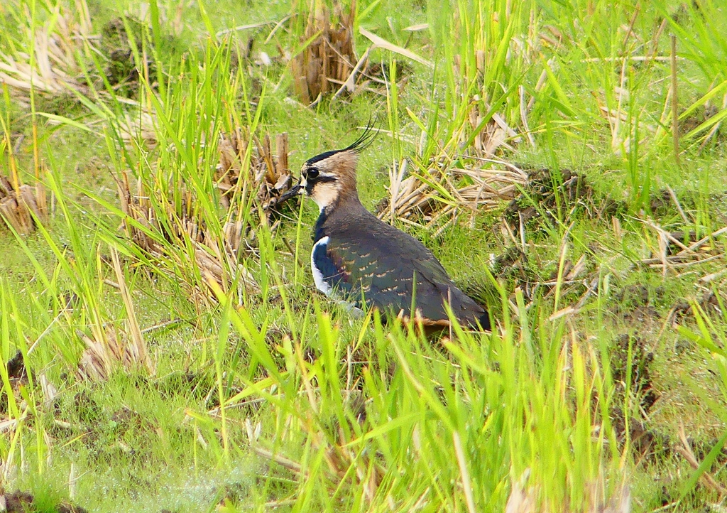 P1380529：タゲリ_R
