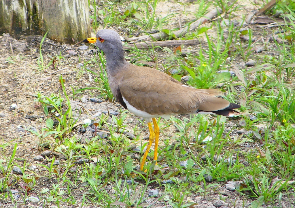 P1940150：ケリ_R