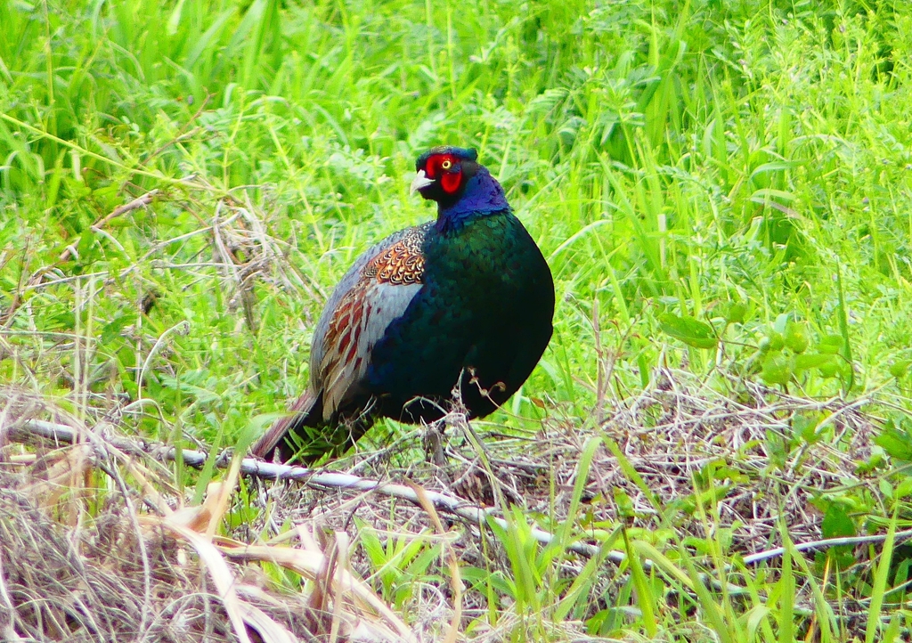 P1970220：キジ（オス）_R