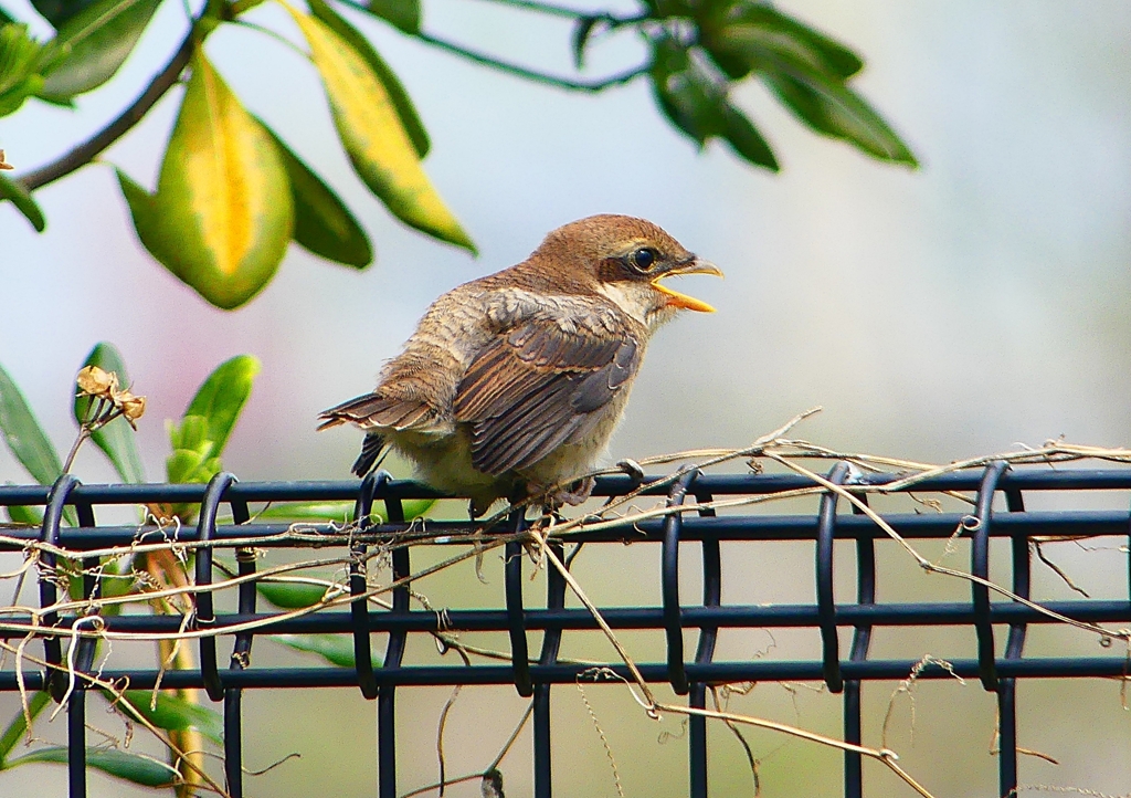 P1940920：モズ（幼鳥）_R