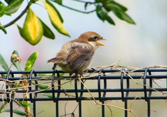 P1940920：モズ（幼鳥）_R
