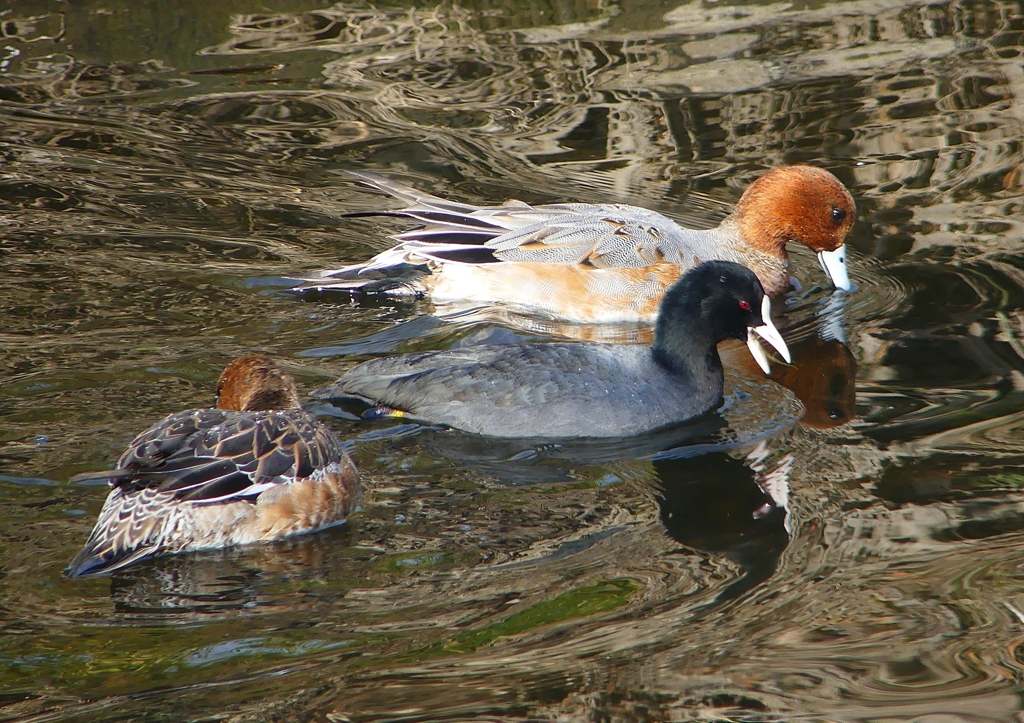 P1570451：ヒドリガモ、オオバン_R