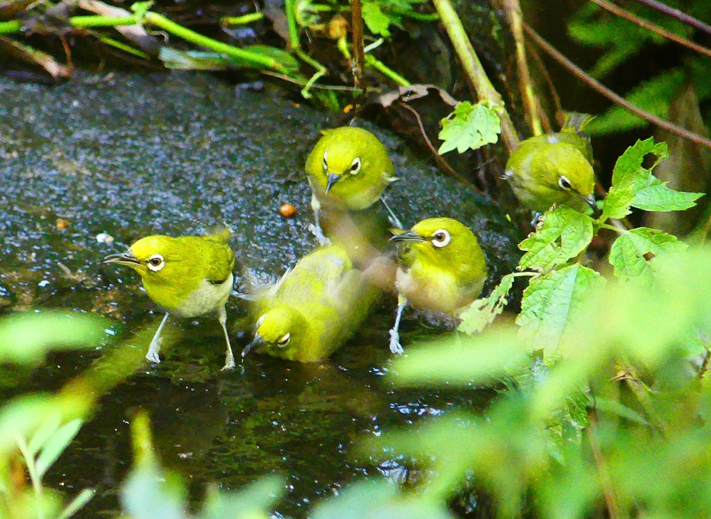 P4260686：メジロ_R