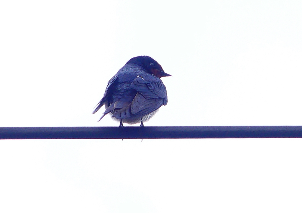 P1900052：ツバメ03_R