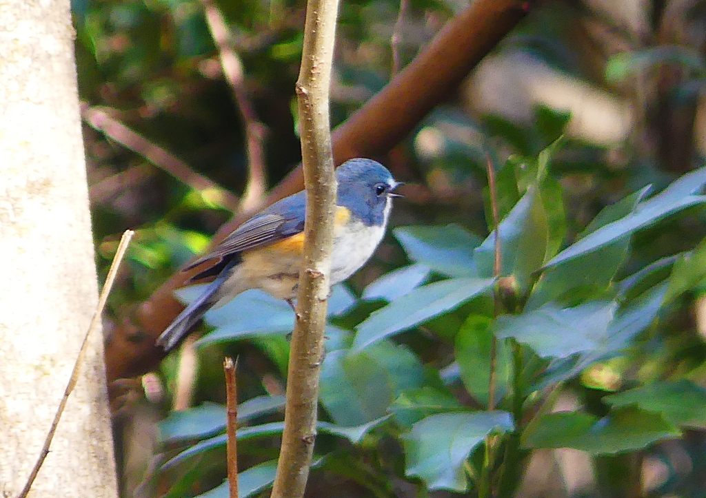 P1470414：ルリビタキ（オス）_R