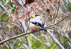 P4680029：イカル_R