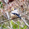 P4680029：イカル_R