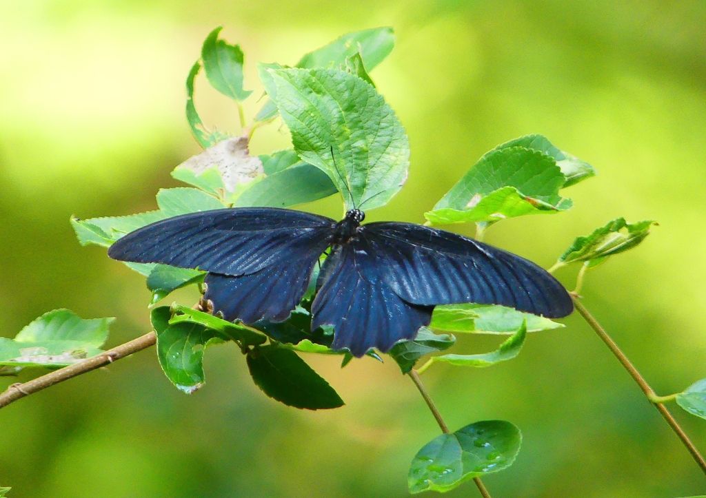 P1200618：ナガサキアゲハ_R