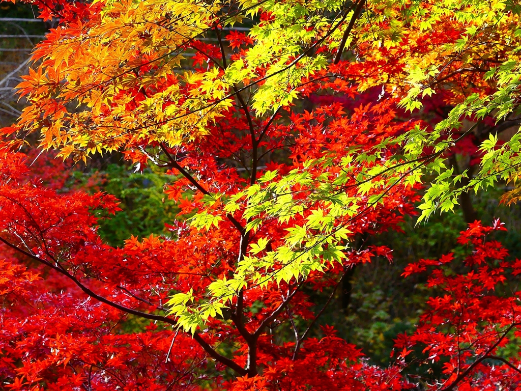 P4520007：紅葉_R
