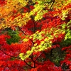 P4520007：紅葉_R