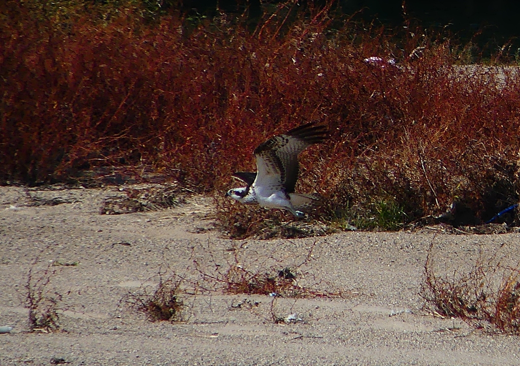 P1530833：飛ぶミサゴ_R