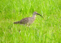 P1990300：チュウシャクシギ_R