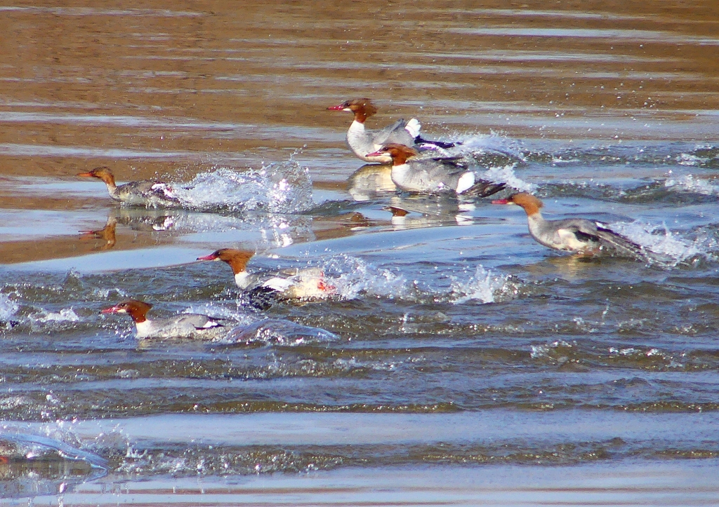 P1880272：カワアイサ他_R