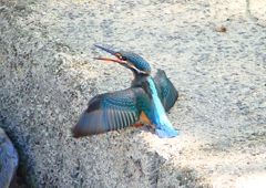 P1280625：カワセミ（メス）_R