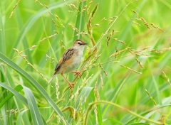 P4240617：セッカ_R