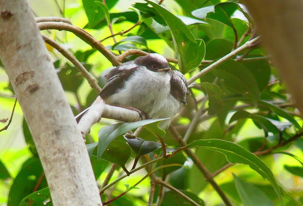 P4900872：エナガ団子_R