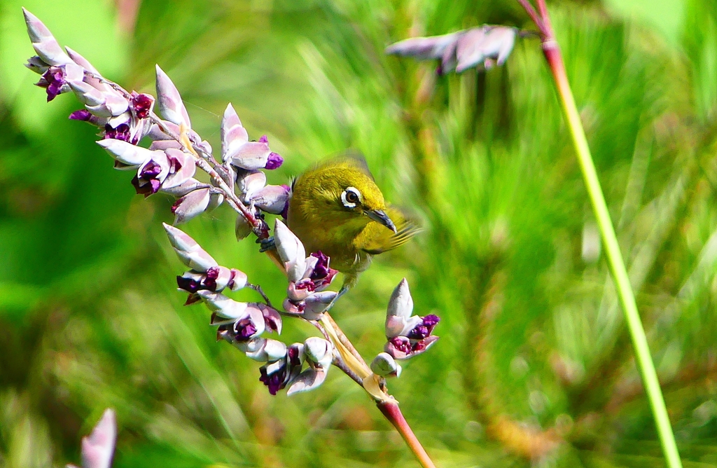 P1020031：メジロ_R