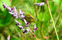 P1020031：メジロ_R