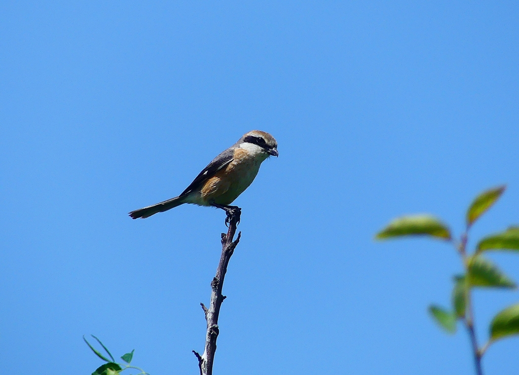 P4150837：モズ_R