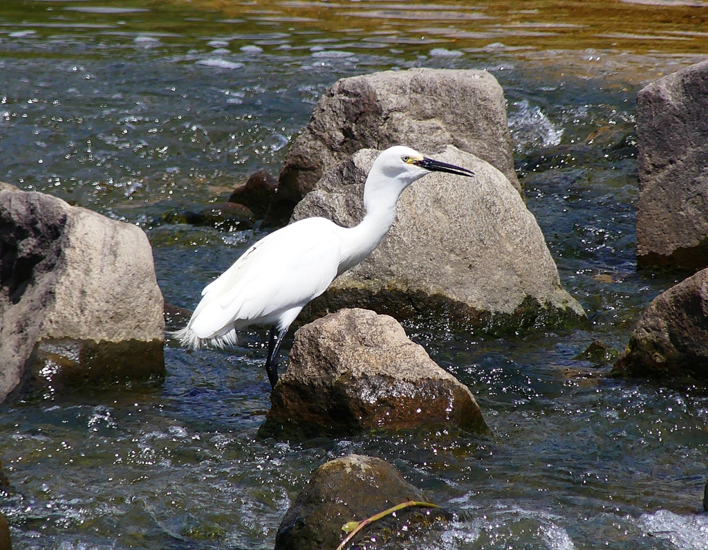 P1020417：コサギ_R