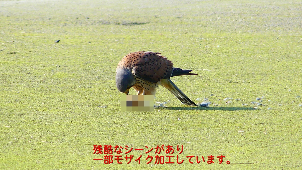 P1990067：チョウゲンボウ-11_R