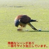 P1990067：チョウゲンボウ-11_R