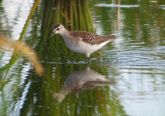 P1250279：タカブシギ_R