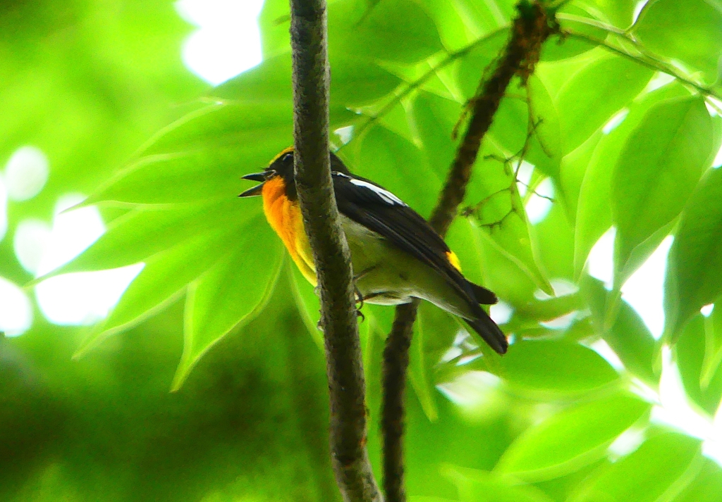 P1020631：キビタキ（オス）_R