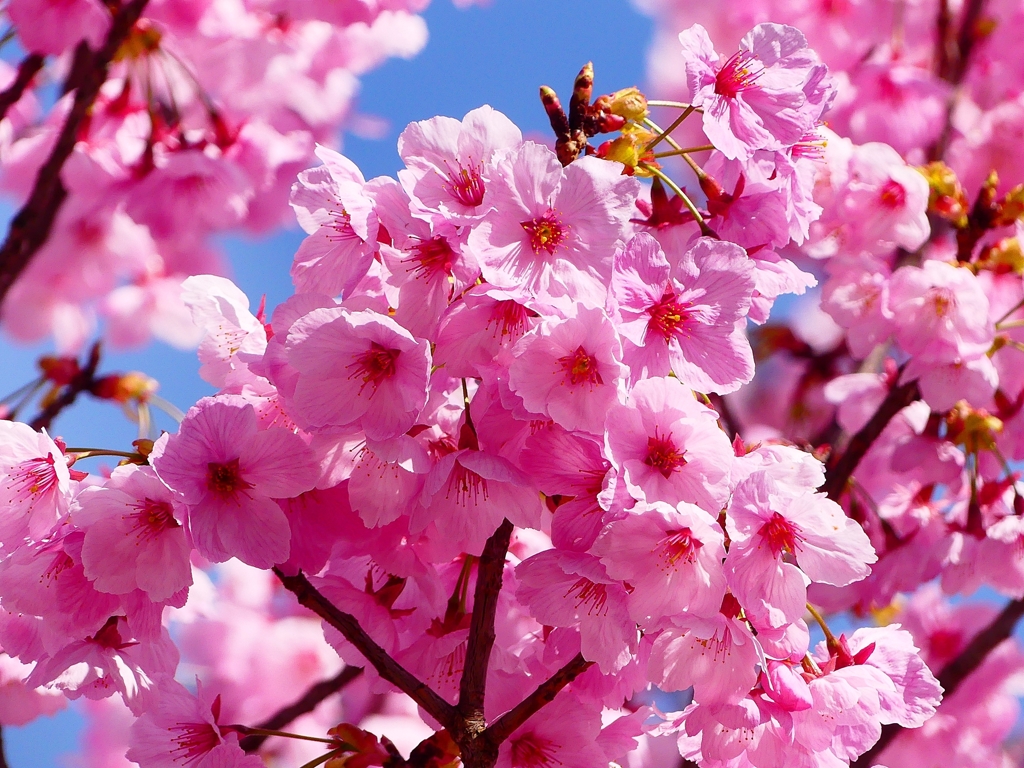 P3930153：陽光桜_R