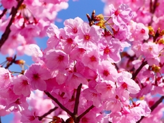 P3930153：陽光桜_R