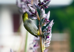 P1020067：メジロ_R