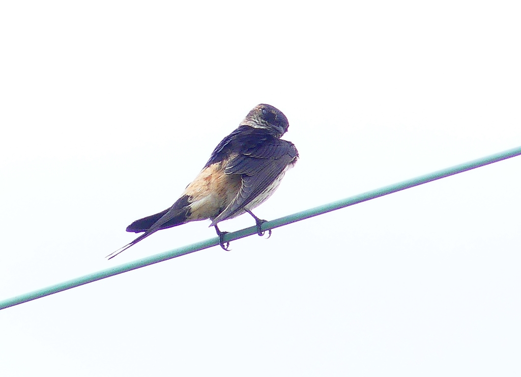 P4310769：コシアカツバメ_R