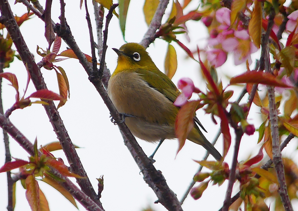 P1600002：桜メジロ_R